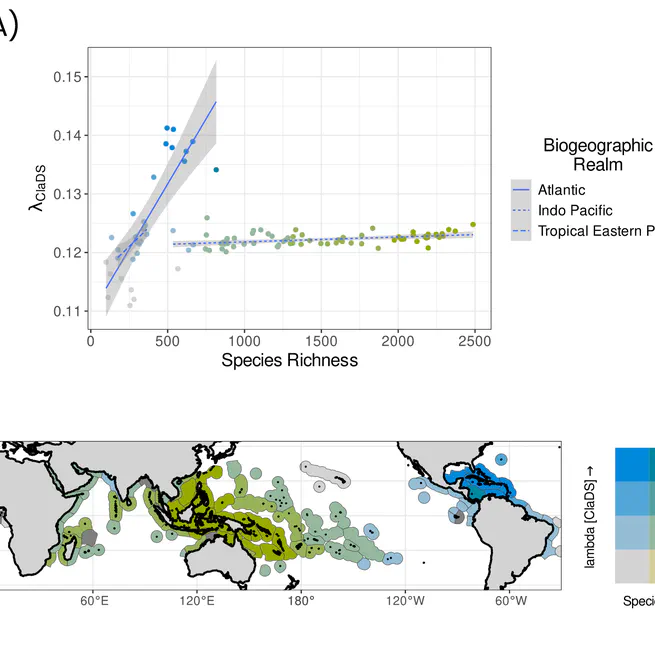 Unravelling the Roles of Recent Speciation and Trait Evolution in Shaping the Longitudinal Gradient of Tropical Reef Fish Diversity